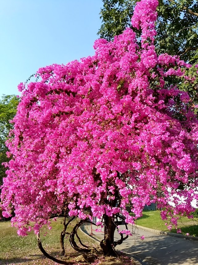 夏 の 花木 ピンク