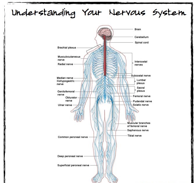 Human Central Nervous System Diagram : The central nervous system (cns