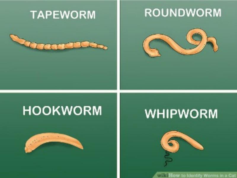 Roundworm Tapeworm In Humans Poop toxoplasmosis