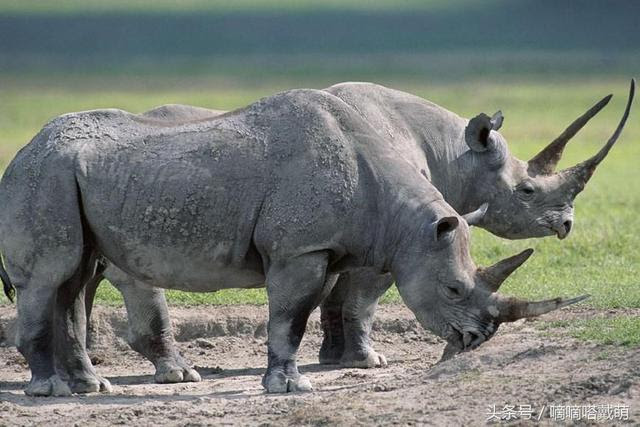 エレガント地上 最強 動物 最高の動物画像