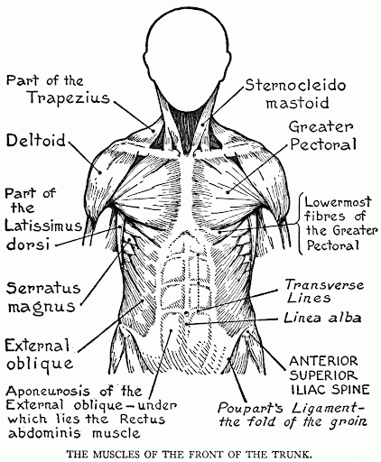 Body Parts Diagram Human / Clip Art Internal Body Parts - Right Side