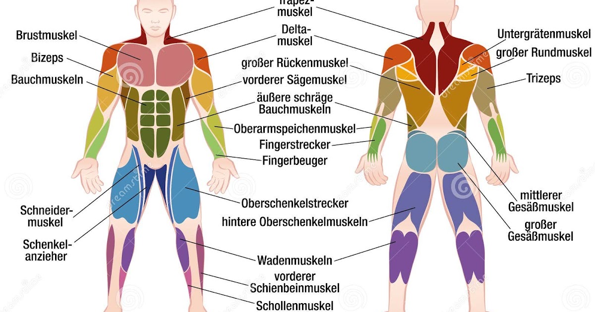 Diagram Of Muscles In Body Anatomy Of Male Muscular System Posterior