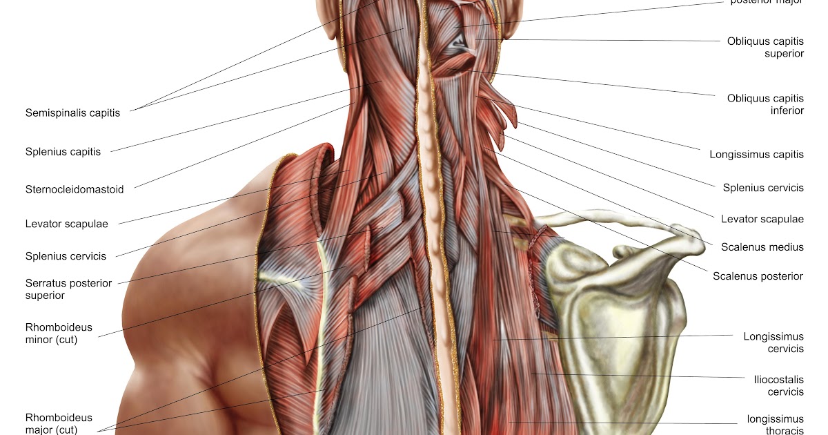 Back Of Neck Anatomy Diagram : Muscles Of The Neck And Torso Classic