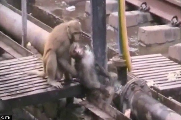 Last ditch: With his friend still unconscious the rescuer monkey decides to try dunking him in cold water