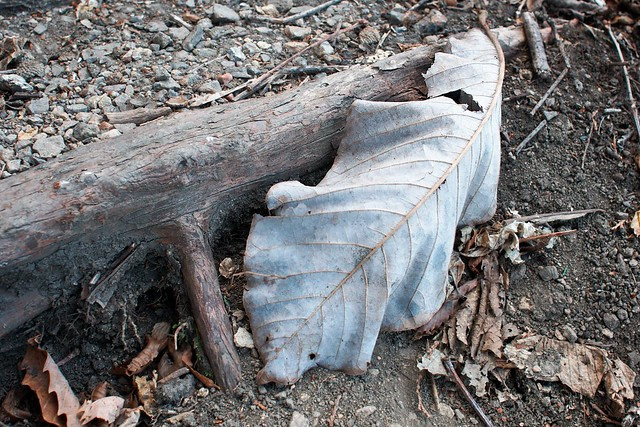 Big Leaf