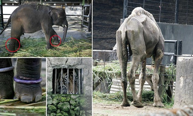 Indonesia's Surayaba Zoo, the World's cruellest zoo | Daily Mail Online