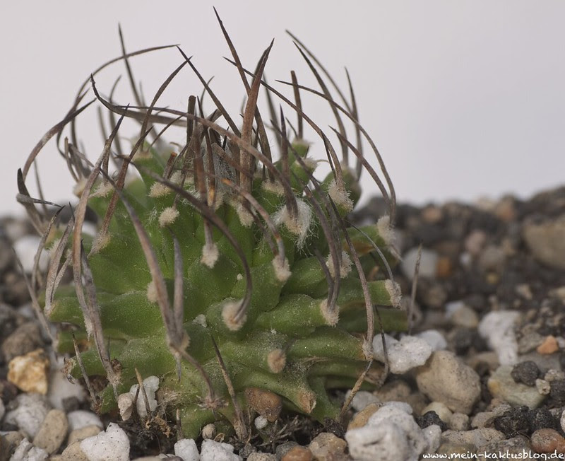 Turbinicarpus schmiedickeanus ssp. gracilis