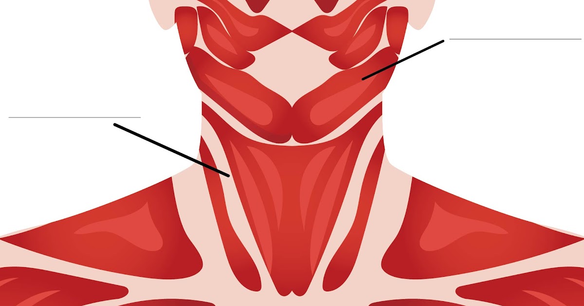 Simple Neck Muscle Diagram