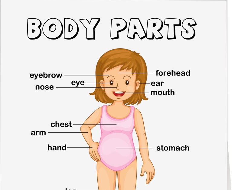 Body Parts Diagram : Human Body Parts Diagram / This interactive