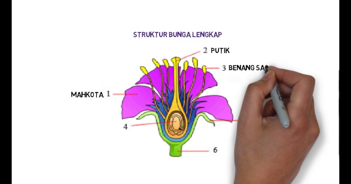  Gambar  Bunga  Lengkap Dan  Bagian  Bagiannya  Tempat Berbagi 