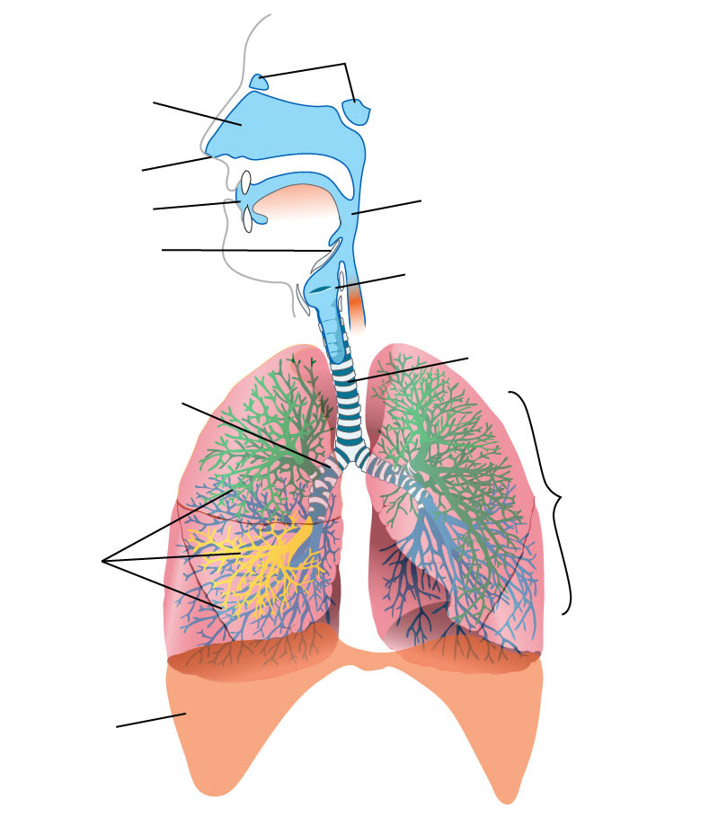Labeled Diagram Of Respiratory System - Hanenhuusholli