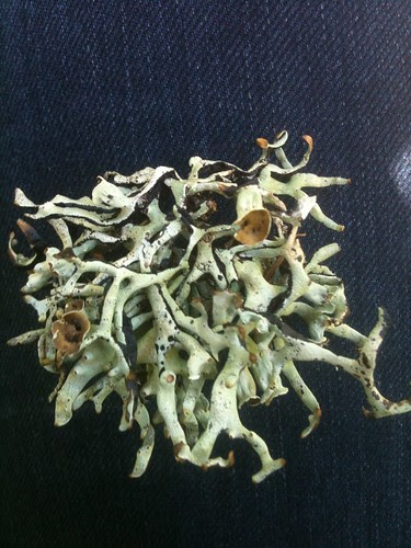 Lichen