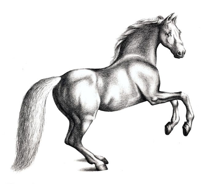 Learn How To Draw Paintings Portraits: HOW TO DRAW A HORSE IN PENCIL