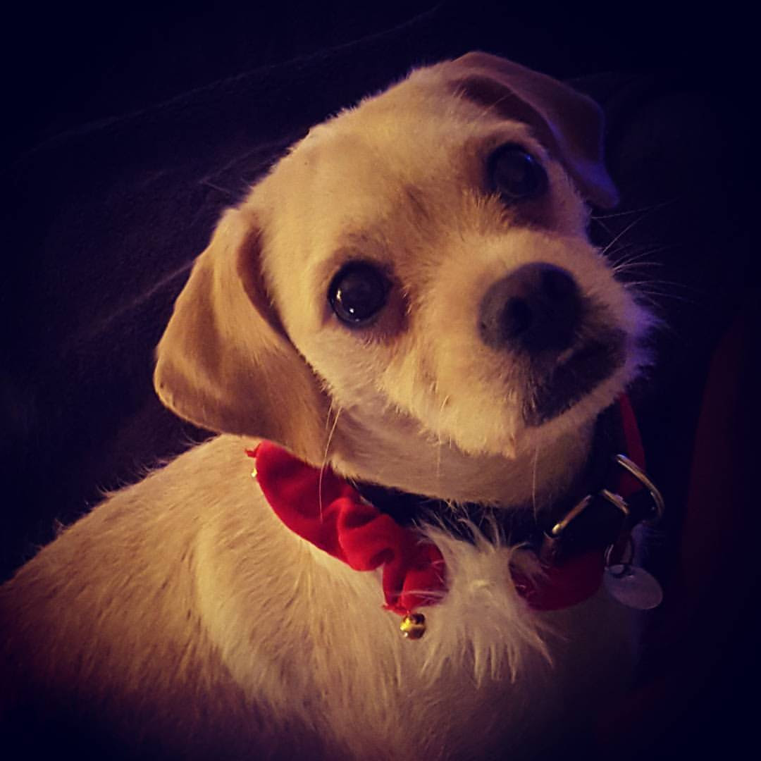 Bracken the dog
