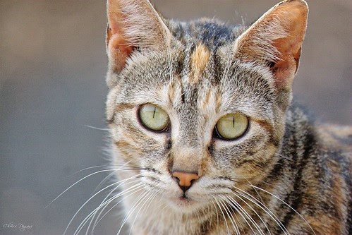 Torbie Feral Cat