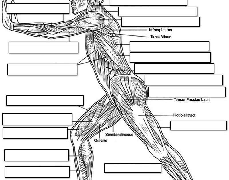 Unlabeled Diagram Of Muscles In Body - Fill In The Blank Muscle Chart