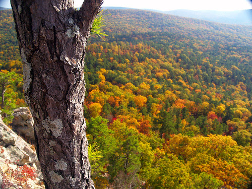 Side of a pine at Flatside