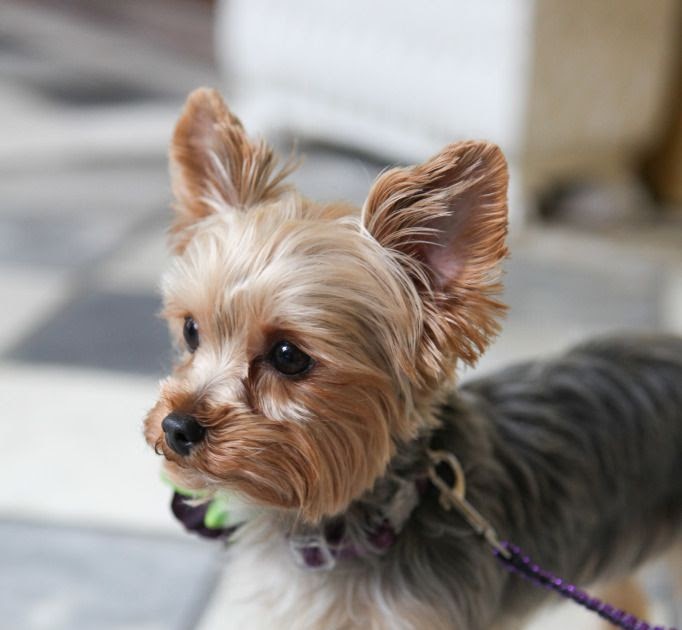 Yorkie Haare Schneiden