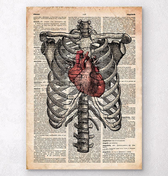 Rib Cage With Organs Illustration Human Rib Cage Over Lungs Heart