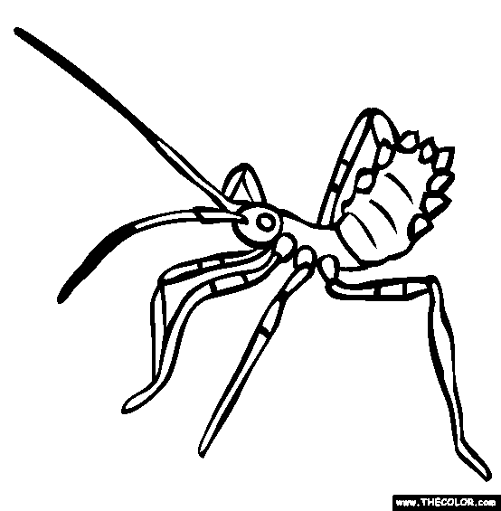 Download 129+ Insects Silverfish Coloring Pages PNG PDF File - Free