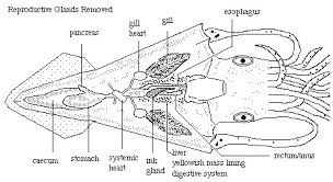 Internal Squid Anatomy