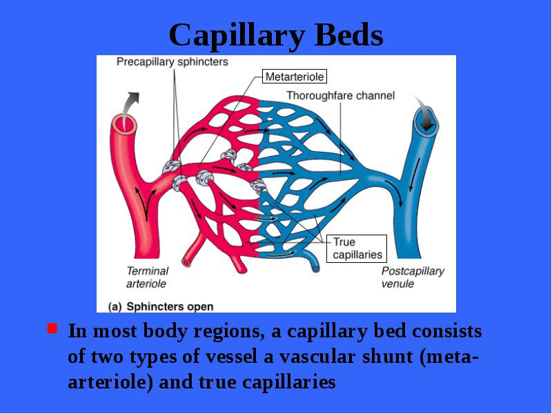 Circulatory System Capillary Bed Diagram - Aflam-Neeeak