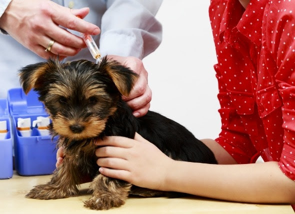 Where To Buy Puppy Shots - PetsWall