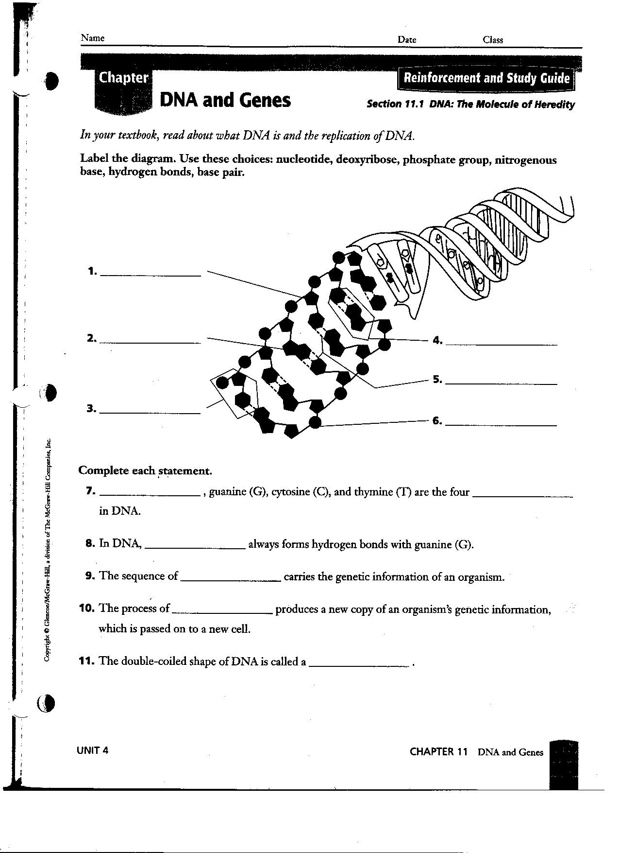 dna-rna-and-replication-worksheet-answer-key-worksheet-list