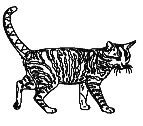 Download 162+ Toyger Cat Coloring Pages PNG PDF File - Download 162