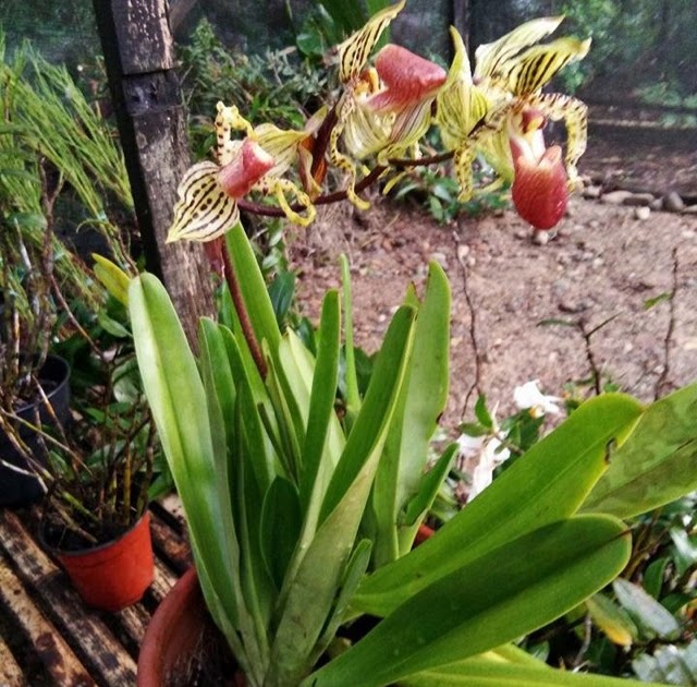 Terbaru 12 Gambar  Anggrek Hutan Koleksi Bunga  HD