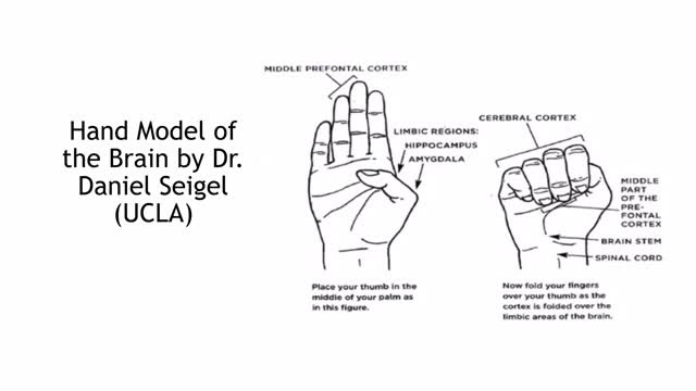 The Hand Model Of The Brain Vários Modelos