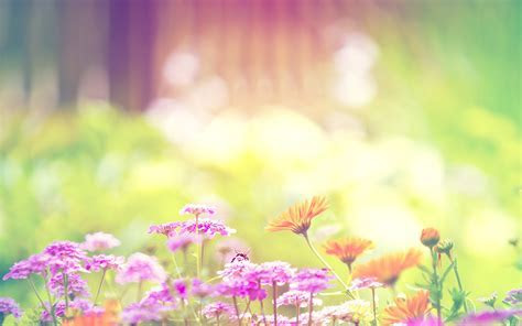 Free Download Wallpaper Flowers Background wallpaper.wiki Free Download Wallpaper Flowers Background wallpaper.wiki