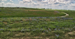 bluebonnets wildflower by airport