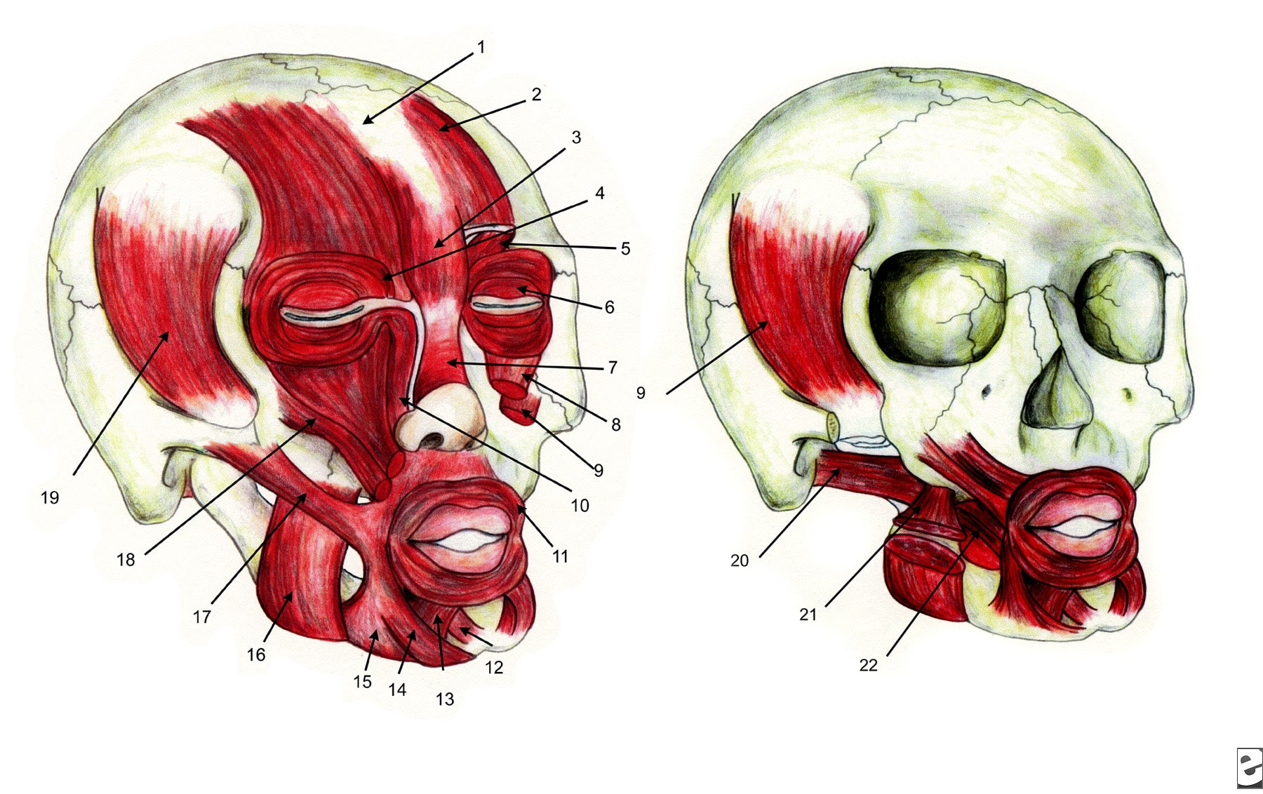 Oral And Maxillo Facial Surgery Lips And Perioral Region Anatomy