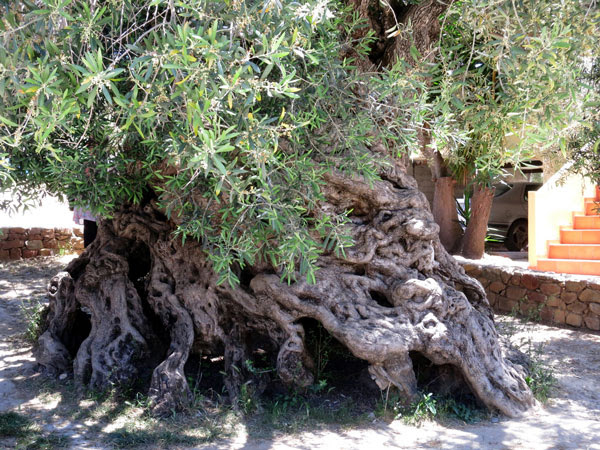 perierga.gr - Η αρχαιότερη ελιά του κόσμου!