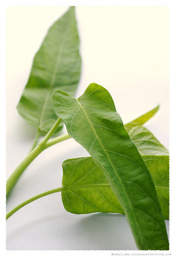 water spinach© by Haalo