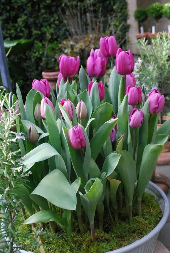 Tulipas lindas