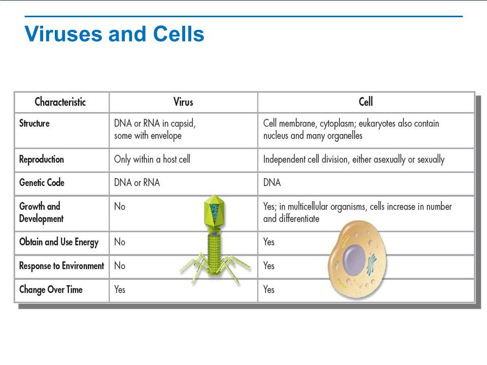 Virus Vs Bacteria Venn Diagram