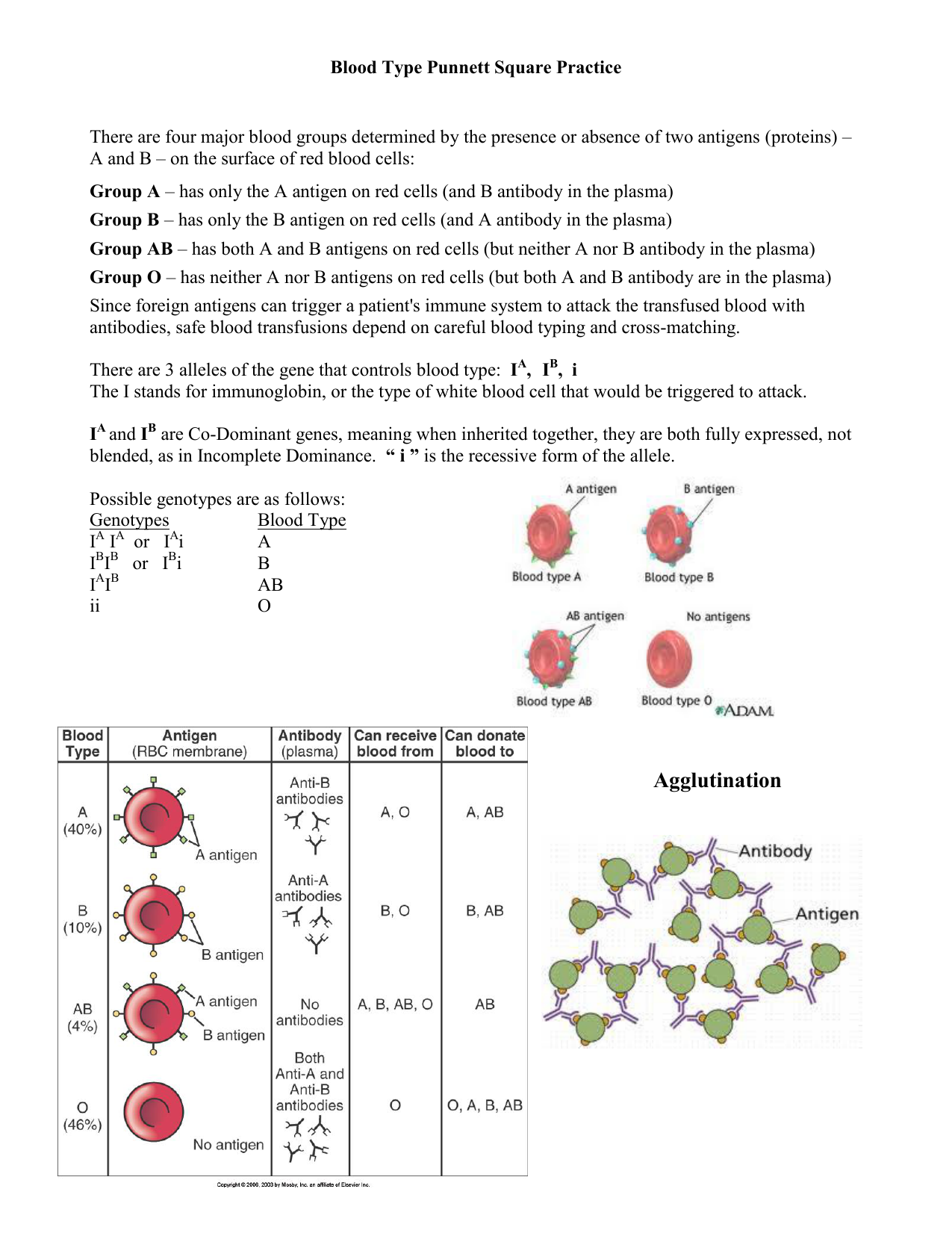 Pedigree Worksheet Key