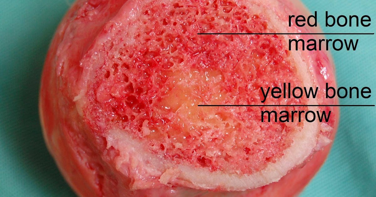 Biology and Geology "The panda's thumb": Structure of Bones