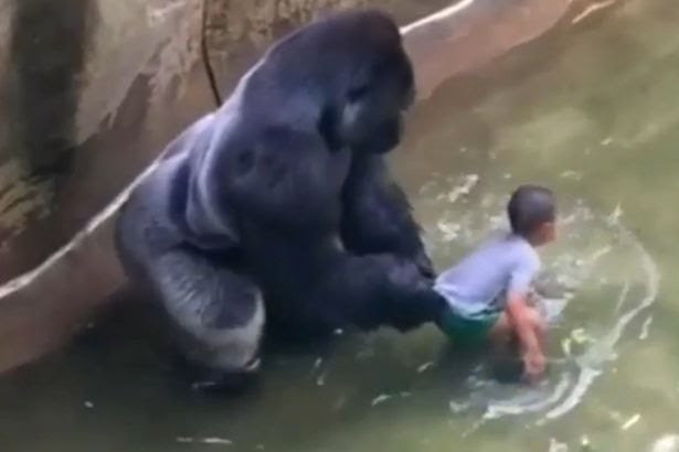 Harambe, a male silverback gorilla at Cincinnati Zoo