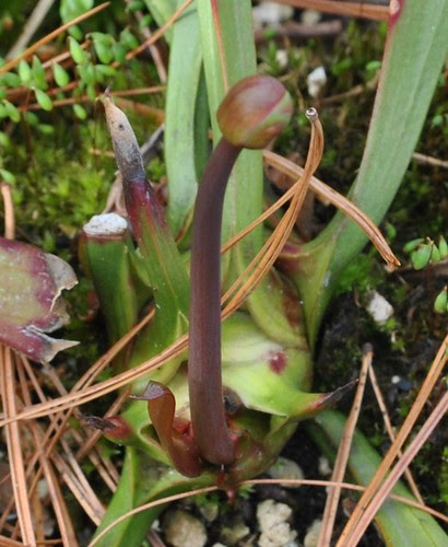 Sarracenia 'Gin Goblin'