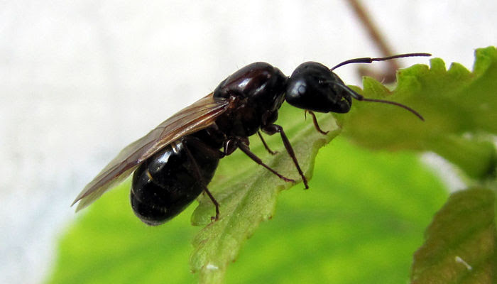 Flying Ant Sting | Mice