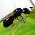 Flying Carpenter Ant Bite : Adirondack Insects: Ants - - The Adirondack Almanack / While carpenter ants can give you a mild bite, fire ants can swarm and sting you.