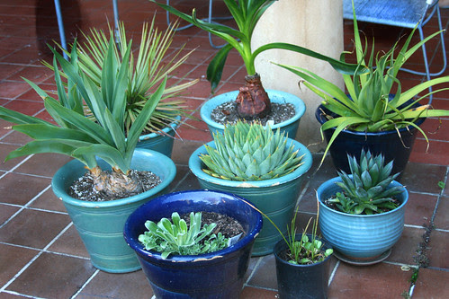blue pots