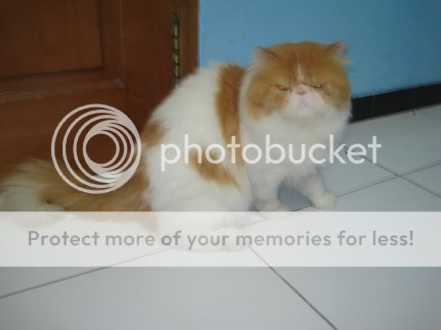  JUAL  BELI  HEWAN  PELIHARAAN  JUAL  JUAL  Kucing Ped 