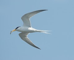 小燕鷗飛行啣蝦 Little Tern flight