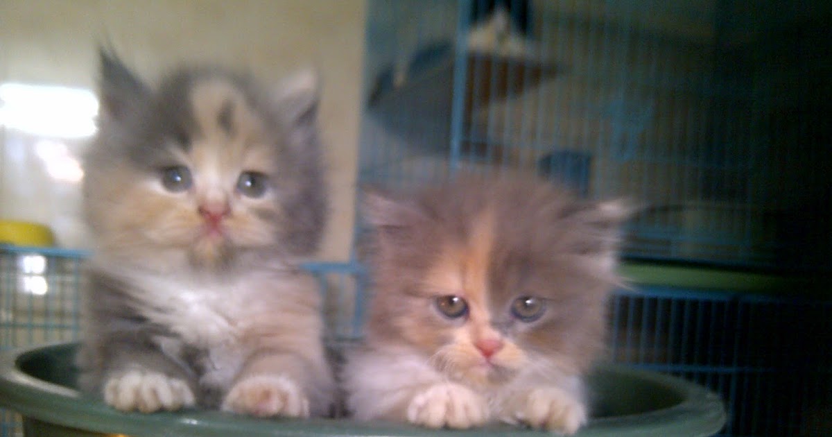 Kumpulan Hewan  Hewan  Lucu  Unik Kucing Lucu  Dijual Murah 