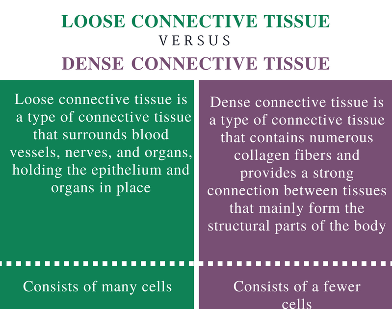 connective-tissue-matrix-coloring-answers-hakume-colors