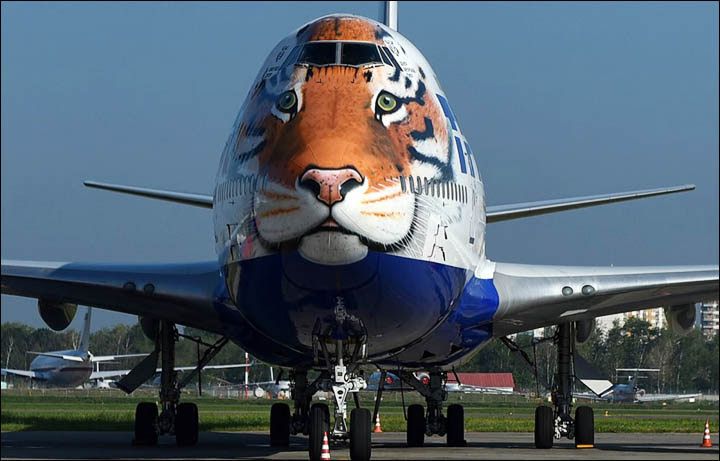 Through Golden Eyes: Face of Siberian tiger features on nose of Jumbo Jet